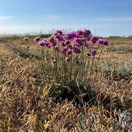 度假居 Gemuetliches Haeuschen An Der Westkueste Ruegens 德兰斯克