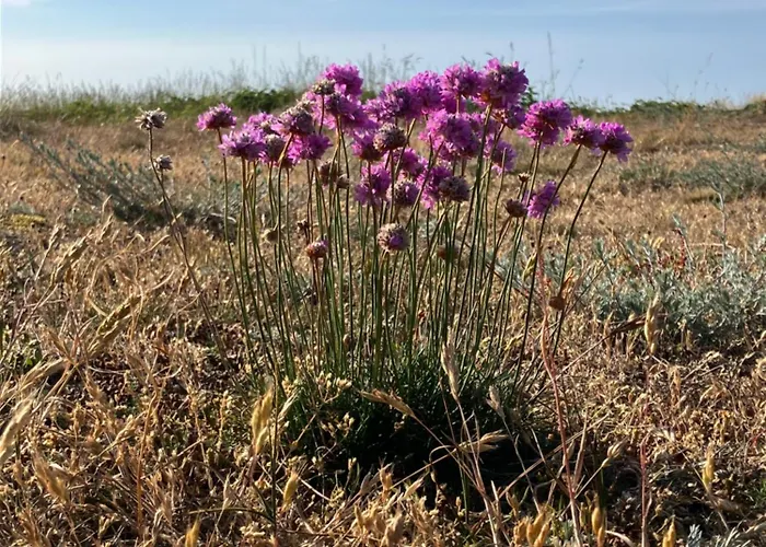 Сasa de vacaciones Gemütliches Häuschen An Der Westküste Rügens Dranske
